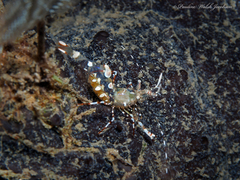 Periclimenes yucatanicus