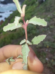 Atriplex semibaccata