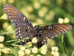 Limenitis arthemis arizonensis