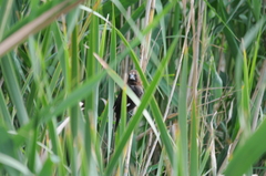 Amblyospiza albifrons