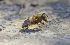 Eristalis similis