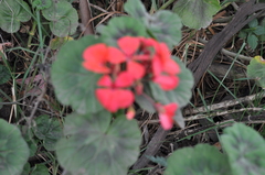 Pelargonium × hybridum