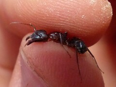 Camponotus sylvaticus