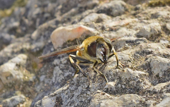 Eristalis similis