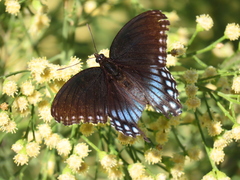 Limenitis arthemis arizonensis