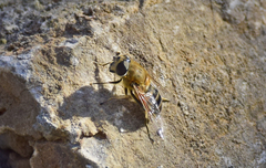 Eristalis similis