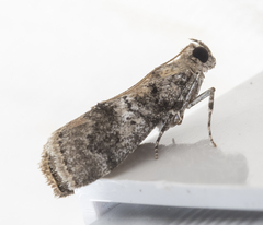 Pococera asperatella