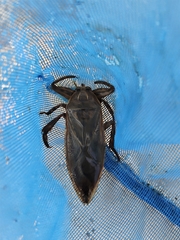 Lethocerus cordofanus