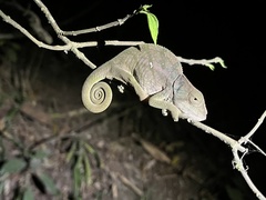 Calumma oshaughnessyi