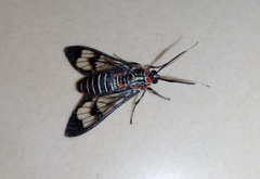 Arctiinae