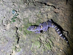 Goniurosaurus hainanensis