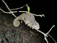 Calumma oshaughnessyi