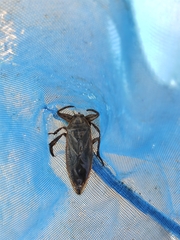 Lethocerus cordofanus