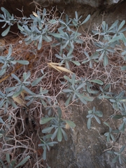 Hormathophylla spinosa