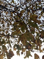 Platanus