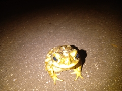 Rhinella arenarum