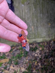 Penthicodes atomaria