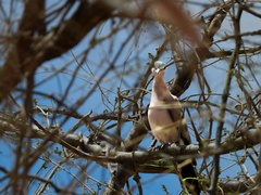 Turtur chalcospilos