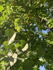 Ginkgo