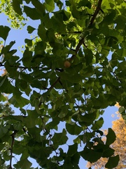 Ginkgo