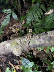 Acanthosaura lepidogaster