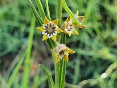 Aspidoglossum lamellatum