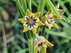 Aspidoglossum lamellatum