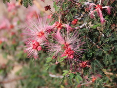 Calliandra eriophylla