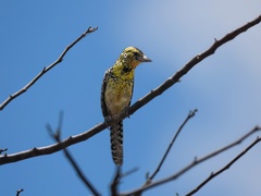 Trachyphonus darnaudii