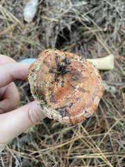 Lactarius sanguifluus
