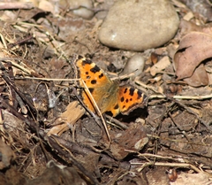 Nymphalis polychloros