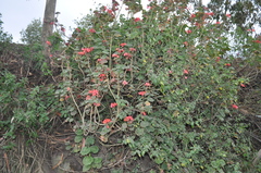 Pelargonium × hybridum