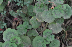 Pelargonium × hybridum