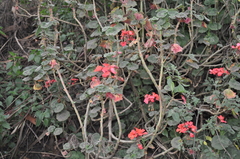 Pelargonium × hybridum