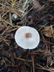 Mycena polygramma