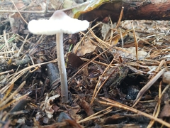 Mycena polygramma