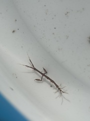 Caprella