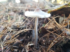 Mycena polygramma