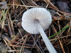 Mycena polygramma