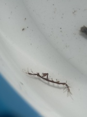 Caprella