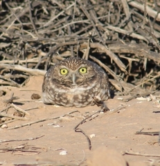 Athene cunicularia hypugaea