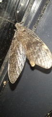 Archichauliodes diversus