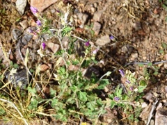 Sphaeralcea mendocina