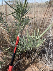 Nerisyrenia linearifolia