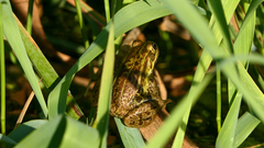 Pelophylax epeiroticus