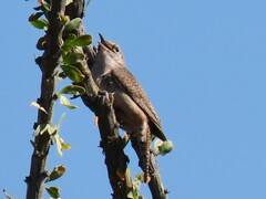 Salpinctes obsoletus