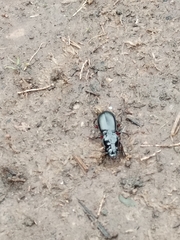 Pterostichus madidus