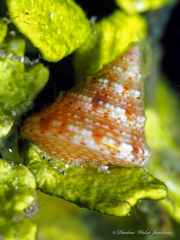 Calliostoma jujubinum