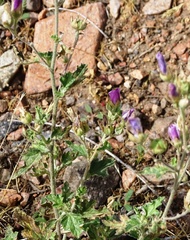 Sphaeralcea mendocina