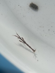 Caprella